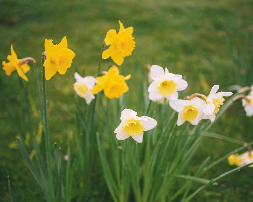 Daffodils in bloom for the Sandy Cove Hotel wedding